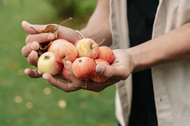 Praca sezonowa w Niemczech – oferty i co warto wiedzieć przed wyjazdem