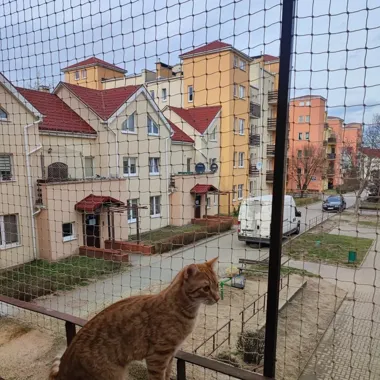 Jak zabezpieczyć balkon dla kota? Przegląd bezpiecznych rozwiązań