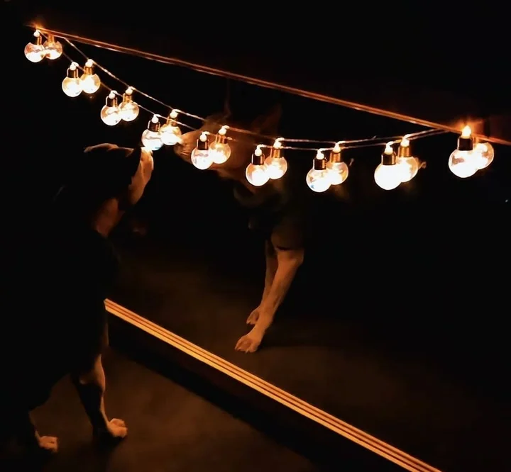 Grafika promocyjna wydarzenia Noseworkowy Dzień Otwarty w Ciemności — trening zapachowy dla psów