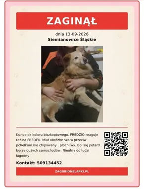 Fredzio uciekł po huku petardy. Właścicielka szuka go w okolicy